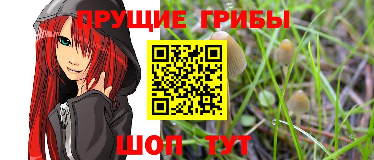 Галлюциногенные грибы Psilocybe Петровск